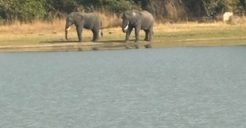 In het safaripark 