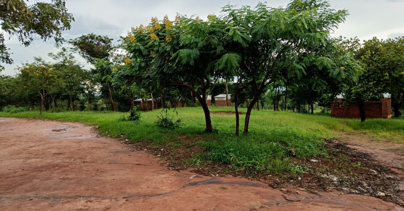 Het schoolterrein met net geplante bomen