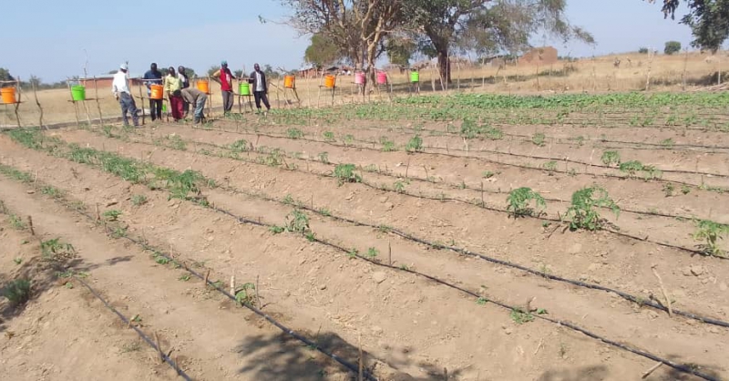 Moestuin van de school